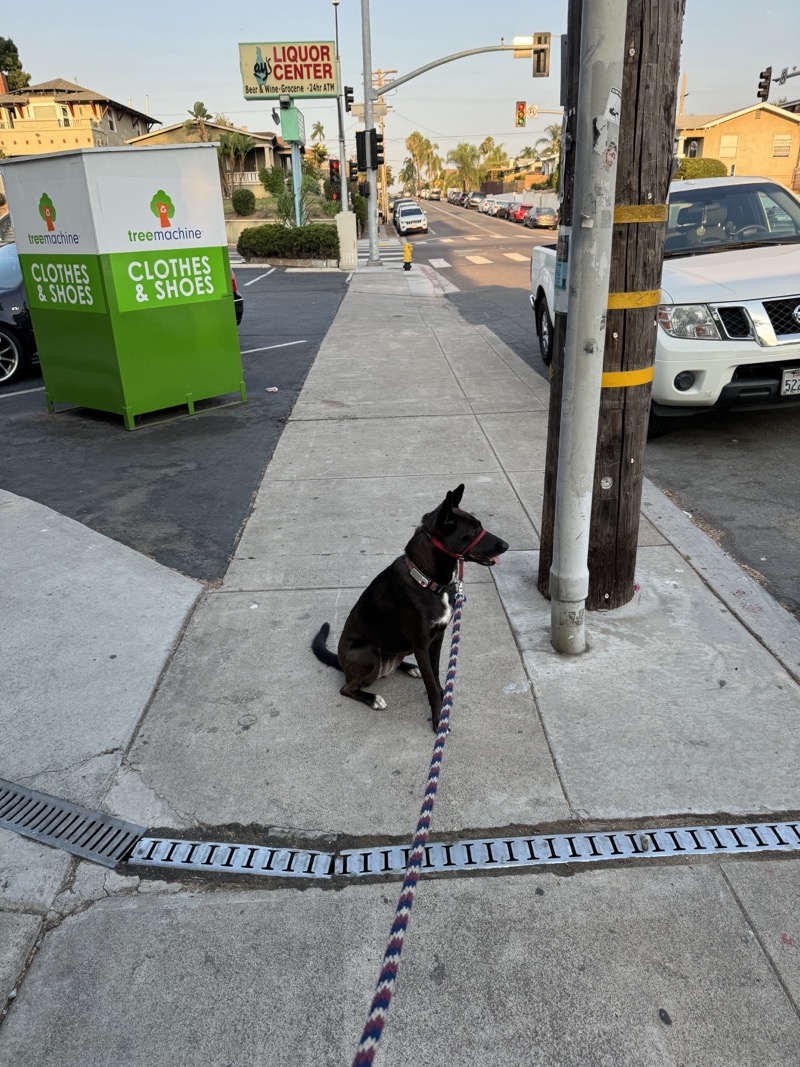 A picture of a black dog named Bowie sitting, taken on September 8 2024 at 7:14 am